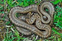 Smooth snake (Coronella austriaca) at Arne RSPB Reserve. Dorset, England, UK, July.