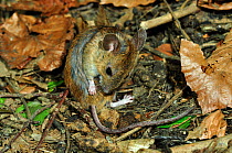 Wood mouse (Apodemus sylvaticus) grooming. Dorset, England, UK, May.