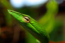 Asian Vine Snake (Ahaetulla prasina) head portrait in lowland rainforest, Tioman Island, Malaysia. Dry season.