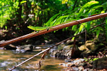 Green crested lizard (Bronchocela rayaensis) female, Khao Phra Thaew NP, Phuket, Thailand. Dry season.