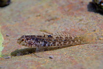 Rock goby (Gobius paganellus) in a rock pool, Rhossili, The Gower Peninsula, UK, August.