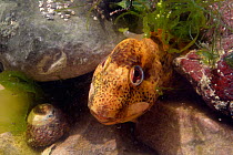 Common Blenny / Shanny (Lipophrys pholis) hiding in a crevice in a rock pool, The Gower, Wales, UK, August.