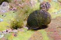 Common / Edible periwinkle (Littorina littorea) crawling over a rockpool floor, The Gower Peninsula, UK, August.