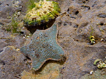 Common or Starlet cushion star (Asterina gibbosa) on the move in a rock pool, with a Common limpet (Patella vulgata) reacting by "mushrooming" up to raise its shell, ready to "stomp" down on the starf...