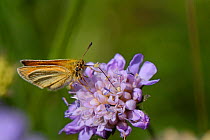 Essex skipper butterfly (Thymelicus lineola) nectaring on a Field scabious (Knautia arvensis) flower in a chalk grassland meadow, Wiltshire, UK, July