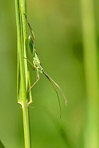 Grass mirid bug (Megaloceroea recticornis) well camouflaged as it stands on a grass stem in a chalk grassland meadow, Wiltshire, UK, July.