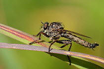 Kite-tailed robberfly (Machimus atricapillus) standing on grass blades on the look-out for aerial insect prey, chalk grassland meadow, Wiltshire, UK, July.