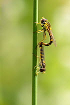 Long hoverfly (Sphaerophoria scripta) pair mating on a grass stem in a chalk grassland meadow, Wiltshire, UK, July.