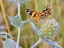 Painted lady butterfly (Vanessa cardui) nectaring on Sea holly flowers (Eryngium maritimum) in coastal sand dunes, The Gower, Wales, UK, August.