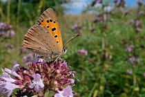 Small copper butterfly (Lycaena phlaeas) nectaring on Wild marjoram flowers (Origanum vulgare) in a chalk grassland meadow, Wiltshire, UK, July.