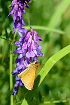 Small skipper butterfly (Thymelicus sylvestris) nectaring on Tufted vetch flowers (Vicia cracca) in a woodland ride, Wiltshire, UK, July.