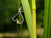 White-legged damselfly (Platycnemis pennipes) pair mating on a riverbank rush, River Avon, Wiltshire, UK, July.