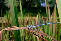 White-legged damselfly (Platycnemis pennipes) male resting on a riverbank rush, River Avon, Wiltshire, UK, July.