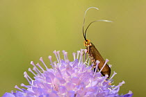Brassy longhorn moth (Nemophora metallica) female standing on a Field scabious (Knautia arvensis) flower, the host plant for the larvae of this species, chalk grassland meadow, Wiltshire, UK, July.