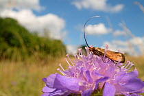 Brassy longhorn moth (Nemophora metallica) female standing on a Field scabious (Knautia arvensis) flower, the host plant for the larvae of this species, chalk grassland meadow, Wiltshire, UK, July.