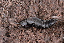 Devil&#39;s coach horse beetle (Ocypus olens) in a garden flowerbed, Wiltshire, UK, September.