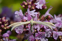 Dingy white plume moth (Merrifieldia baliodactylus) resting on a Wild marjoram (Origanum vulgare) flowerhead, the larval food plant for this species, in a chalk grassland meadow, Wiltshire, UK, July.