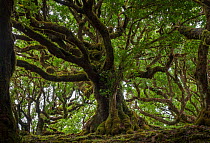 Til (Ocotea foetens) trees, Madeira island, Portugal. These trees are hundreds of years old.