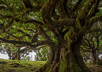 Til (Ocotea foetens) trees, Madeira island, Portugal. These trees are centuries old.