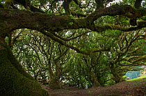 Til (Ocotea foetens) trees, Madeira island, Portugal, November. These trees are centuries old.
