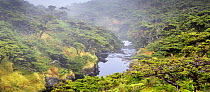 Azores laurel (Laurus azorica) or Laurisilva forest, Flores island, Azores, Portugal