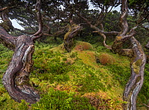 Azores laurel (Laurus azorica) or Laurisilva forest, Flores island, Azores, Portugal