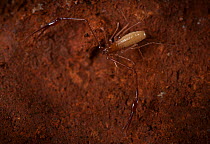 A new species of cave Pseudoscorpion (Titanobochica magna) Algarve region, Portugal. The largest cave Pseudoscorpion in Europe and quite possibly of it&#39;s kind in the world. These creature are only...