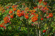 Sorbus scalaris, species of rowan, native to western Sichuan and Yunnan in China. Close up of red / orange berries and leaves. October