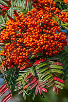 Sorbus scalaris, species of rowan, native to western Sichuan and Yunnan in China. Close up of red / orange berries and leaves. October