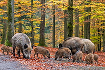 Wild boar (Sus scrofa) group with piglets foraging in autumn forest, Ardennes, Belgium. November