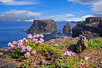 Sea pink / thrift (Armeria maritima) in flower in spring on cliff top, Eshaness / Esha Ness, Northmavine, Mainland, Shetland Islands, Scotland, May. Digital composite