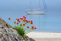 Sea thrift / sea pink (Armeria maritima) in flower and sailing boat anchored in the mist in front of sandy beach, Shetland, Scotland, UK. May