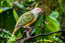 Rose-crowned fruit dove / Swainson&#39;s fruit dove (Ptilinopus regina) perched in tree, native to Australia and Indonesia. Captive