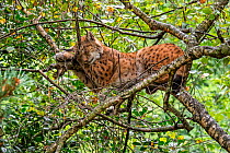 Eurasian lynx (Lynx lynx) sleeping on branch in tree canopy in forest. Captive