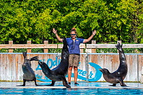 Three California sea lions (Zalophus californianus) performing with zookeeper at the French zoo ZooParc de Beauval, France, September 2018
