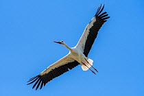 White stork (Ciconia ciconia) in flight thermal soaring with spread wings against blue sky, France.