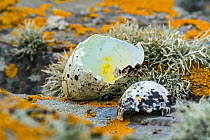 Predated egg shells of razorbill (Alca torda) broken and eaten by herring gull or great skua in spring, Scotland, UK, June