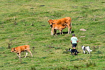 Herdsman with two border collies herding Limousin cattle herd in Alpine pasture in the French Pyrenees, France, September