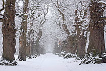 Country lane lined with 200 year old sweet chestnut trees (Castanea sativa) covered in snow during snowfall in winter, Belgium, January