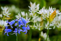 Bluebell (Hyacinthoides nonscriptus) and Wild garlic (Allium ursinum) in flower in spring forest, Belgium, April