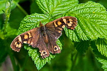 Speckled wood (Pararge aegeria) butterfly with severely damaged wings resting on leaf, Belgium, April