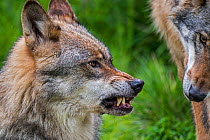 Wolf (Canis lupus) aggressive behaviour showing ears in upward position, wrinkled nose and baring its fangs while snarling / growling. Captive