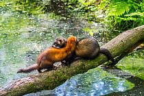 Two European polecats (Mustela putorius) male and female crossing water of pond / stream over fallen tree. Captive