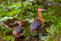 Lesser whistling duck / Indian whistling duck (Dendrocygna javanica) pair, native to Indian subcontinent and Southeast Asia. Captive