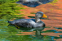 Fuegian steamer duck / Magellanic flightless steamer duck (Tachyeres pteneres) swimming. South America. Captive