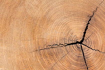 African teak / afromosia (Pericopsis elata) cross section showing annual growth rings / tree rings