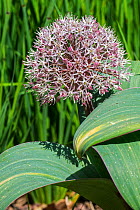 Allium karataviense / Allium cabulicum in flower, native to Asia. May
