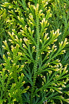 Pale spikemoss / pale spike-moss / moss fern (Selaginella pallescens) native to Mexico, Colombia and Venezuela. May