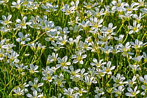 Snow-in-summer (Cerastium tomentosum) in flower, native to alpine regions of Europe. May