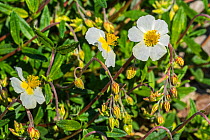 Common rock-rose (Helianthemum nummularium subsp. nummularium) white form in flower, native to most of Europe. May